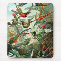 Hummingbird (Trochilidae) by Haeckel Mousepad