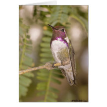 Hummingbirds068 Card