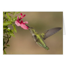 Hummingbirds 021 cards