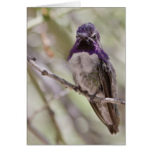 Hummingbirds 093 greeting cards