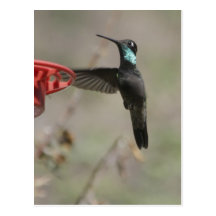 Hummingbirds 548a post cards