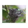 Hummingbirds card post card