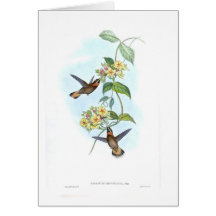 Hummingbirds Cards