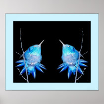 Hummingbirds Fantails Poster