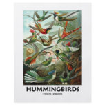 Hummingbirds flyers