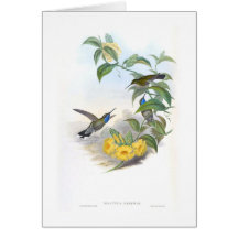 Hummingbirds Greeting Card