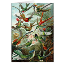 Hummingbirds Greeting Card