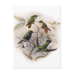 Hummingbirds In Flight