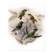 Hummingbirds In Flight Postcards