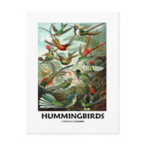 Hummingbirds