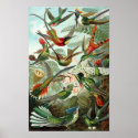 Hummingbirds posters