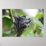 Hummingbirds poster