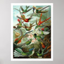 Hummingbirds Poster posters
