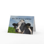 Humourous Congratulations on Graduating Cow Bovine cards