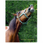 Humourous Horse Attitude Pin photo sculptures