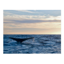 Humpback Tail Post Cards