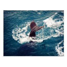 Humpback Tail, postcard