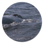 Humpback Whale Blow Hole Stickers