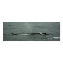 Humpback Whale Bookmark