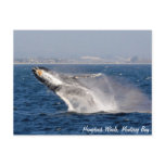 Humpback Whale Breach Postcard