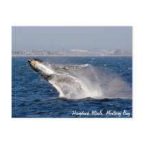 Humpback Whale Breach Postcard
