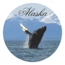Humpback Whale Breaching; Alaska Round Sticker