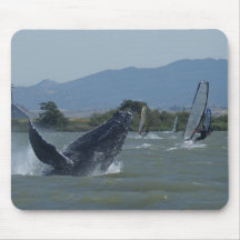 Humpback Whale Breaching by Windsurfers Mousepads