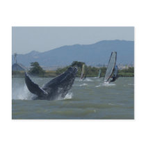 Humpback Whale Breaching by Windsurfers Postcards