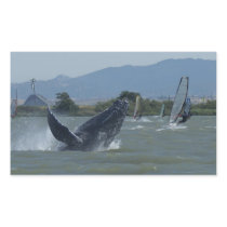 Humpback Whale Breaching by Windsurfers Sticker