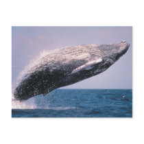 Humpback Whale Breaching Post Cards