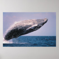 Humpback Whale Breaching posters