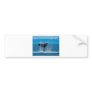 Humpback Whale Bumper Stickers