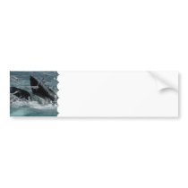 Humpback Whale Bumper Sticker