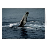 Humpback whale cards
