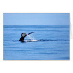 Humpback Whale Fluke cards