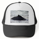 Humpback Whale Hats