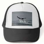 Humpback whale hat