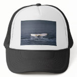 Humpback whale hat