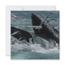 Humpback Whale Invitation
