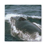 Humpback whale magnet