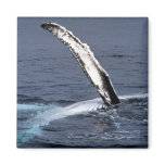 Humpback whale magnets