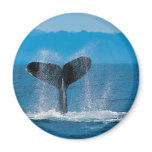 Humpback Whale magnets