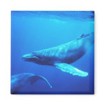 Humpback Whale magnets