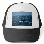 Humpback Whale, Mexico hats