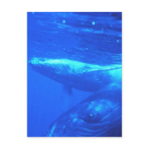 Humpback Whale Mother and Calf Post Card
