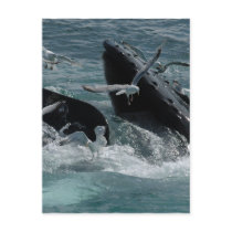 Humpback Whale Postcard