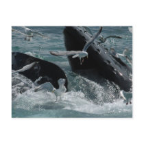 Humpback Whale Postcard