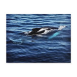 Humpback Whale postcards