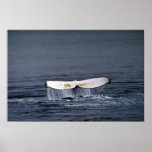 Humpback whale posters