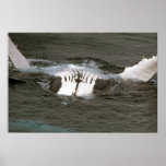Humpback whale posters
